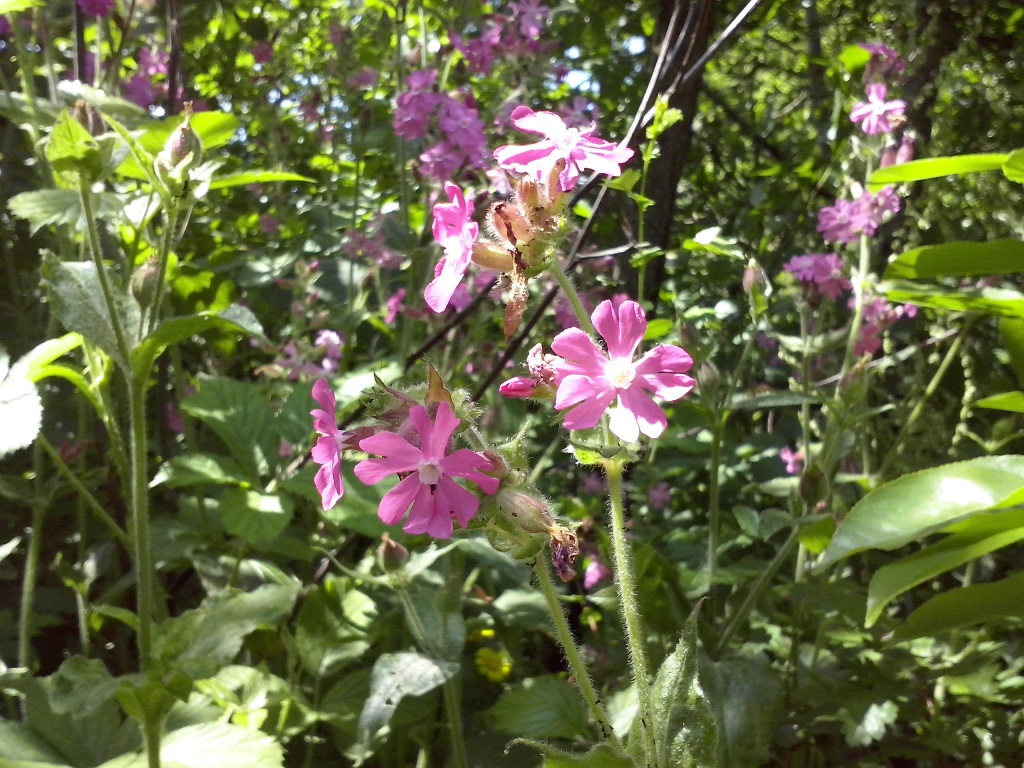 Omgeving koekoeksbloem