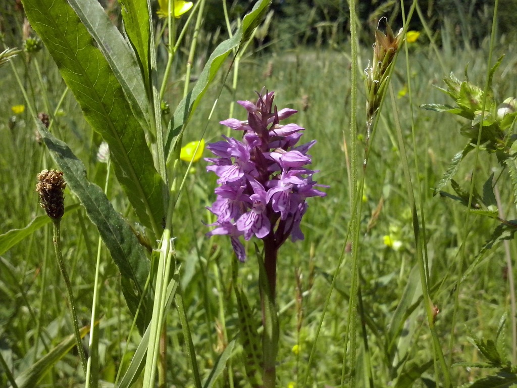 Omgeving rietorchis