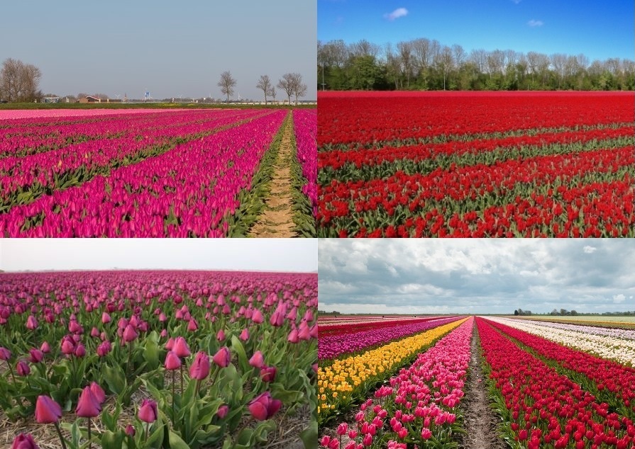 Omgeving tulpenvelden